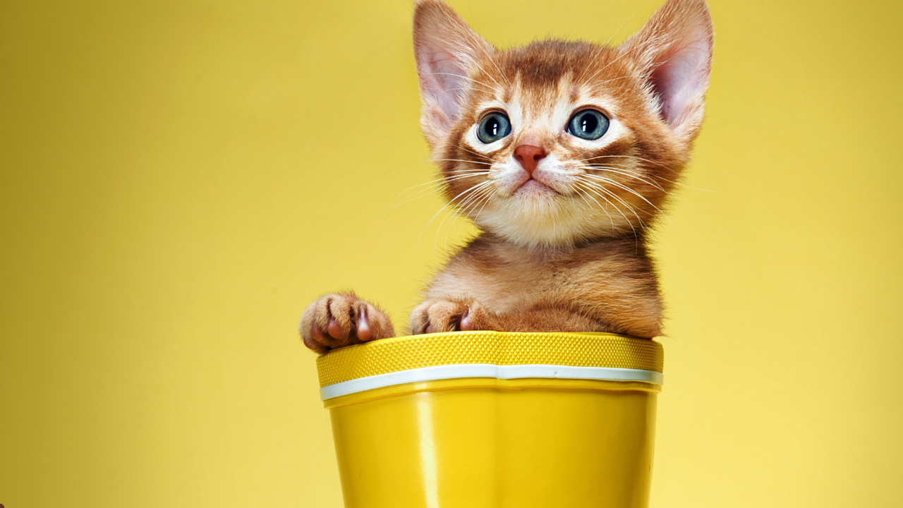 tiny tiger cat food