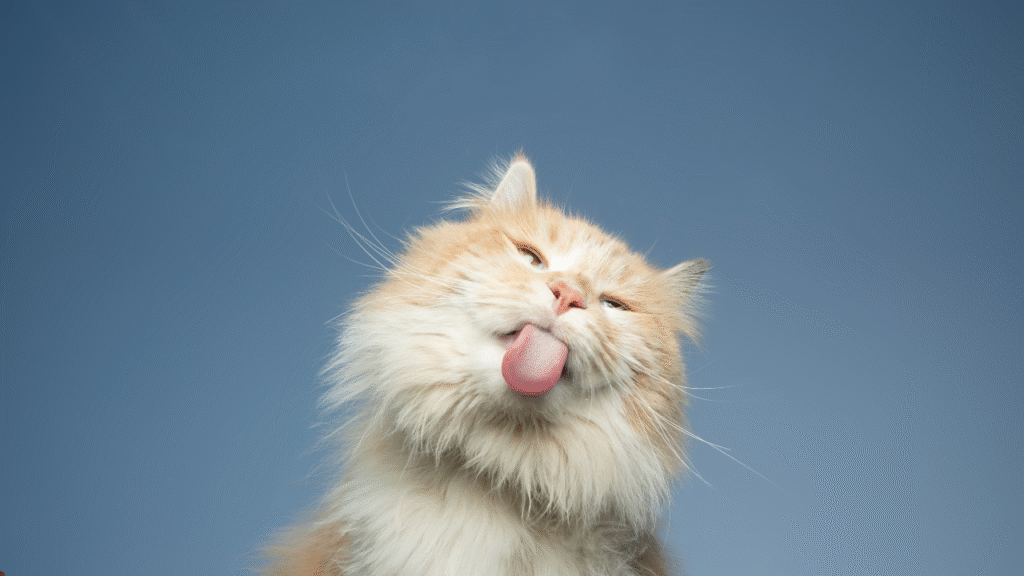 cat food