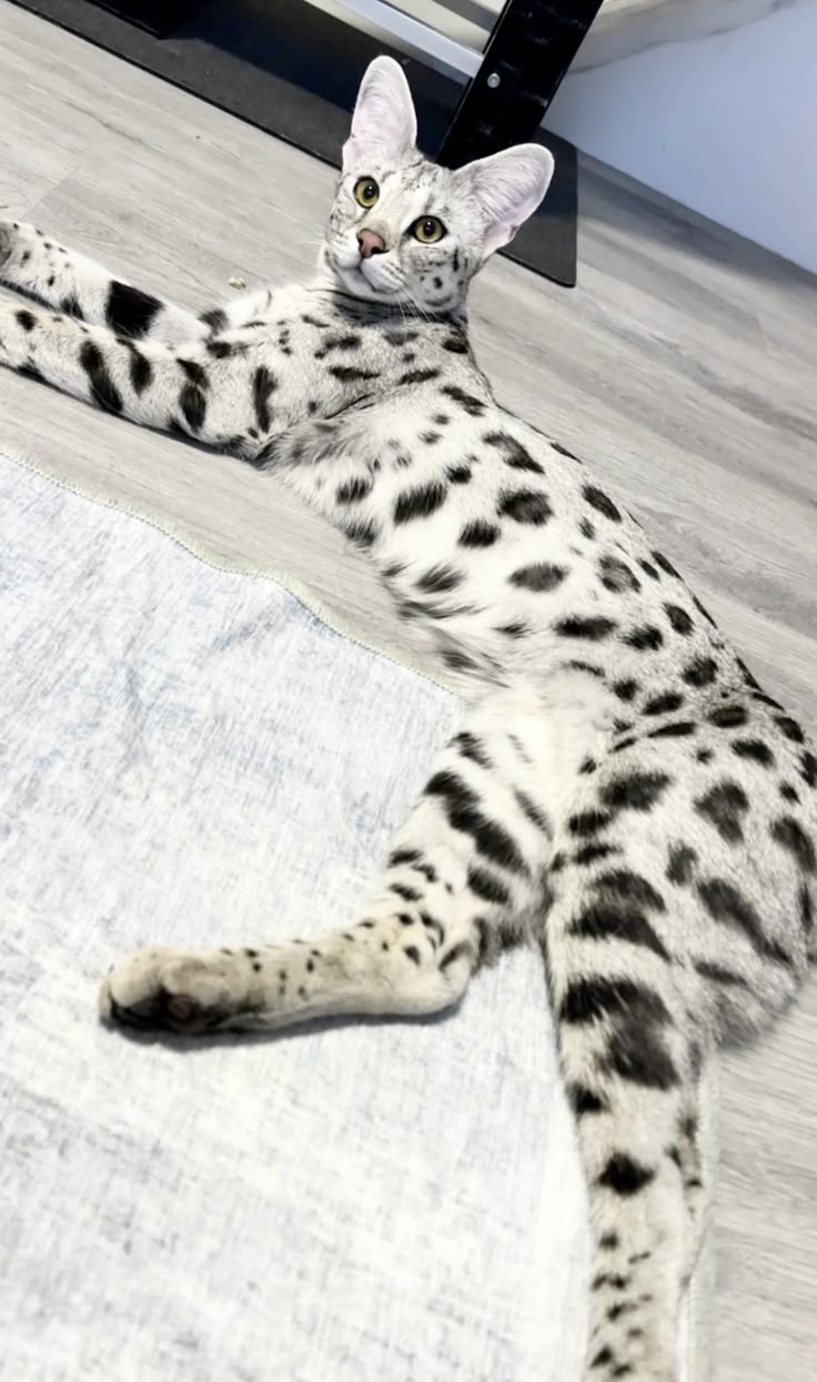 white savannah cat