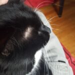 Why Do Cats Have Bald Spots Above Their Eyes?