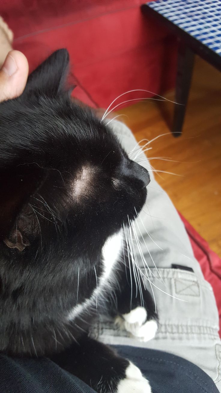 Why Do Cats Have Bald Spots Above Their Eyes?
